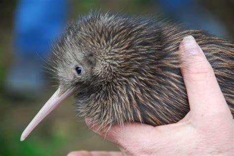 Can You Have a Pet Kiwi: A Detailed Exploration