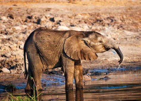 what animal has best sense of smell